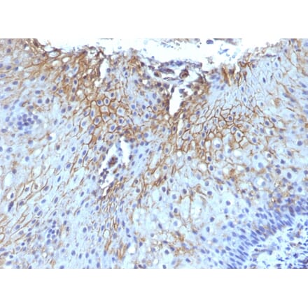 Immunohistochemistry - Anti-CD59 Antibody [SPM616] - BSA and Azide free (A253920) - Antibodies.com