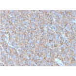 Immunohistochemistry - Anti-CD63 Antibody [LAMP3/2790] - BSA and Azide free (A253923) - Antibodies.com