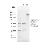 SDS-PAGE - Anti-CD63 Antibody [LAMP3/2790] - BSA and Azide free (A253923) - Antibodies.com