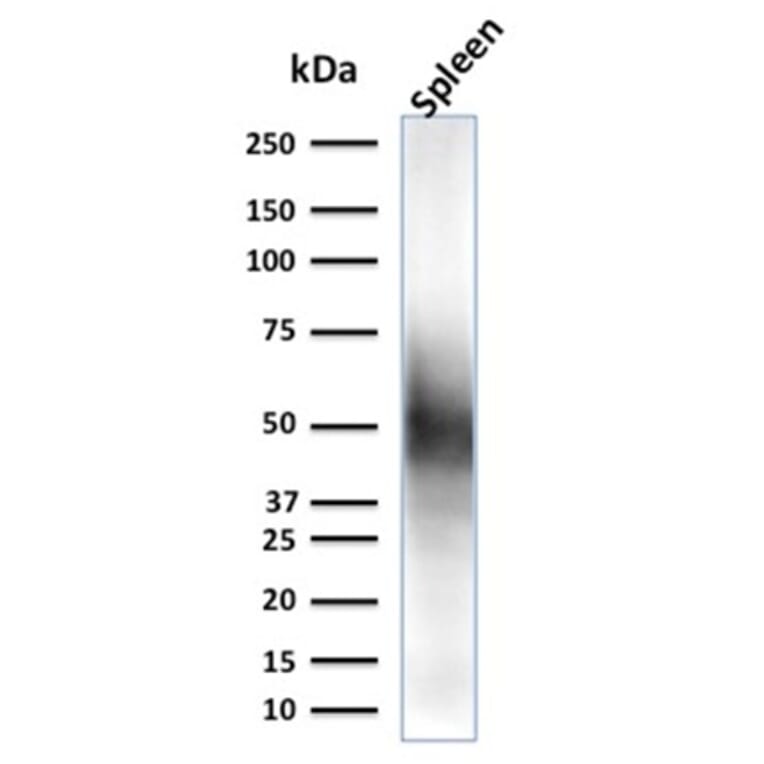 Western Blot - Anti-CD63 Antibody [LAMP3/2790] - BSA and Azide free (A253923) - Antibodies.com