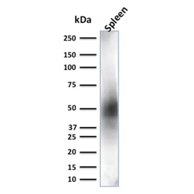 Western Blot - Anti-CD63 Antibody [LAMP3/2881] - BSA and Azide free (A253924) - Antibodies.com