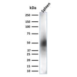 Western Blot - Anti-CD63 Antibody [LAMP3/2881] - BSA and Azide free (A253924) - Antibodies.com