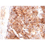 Immunohistochemistry - Anti-CD63 Antibody [LAMP3/3315] - BSA and Azide free (A253925) - Antibodies.com