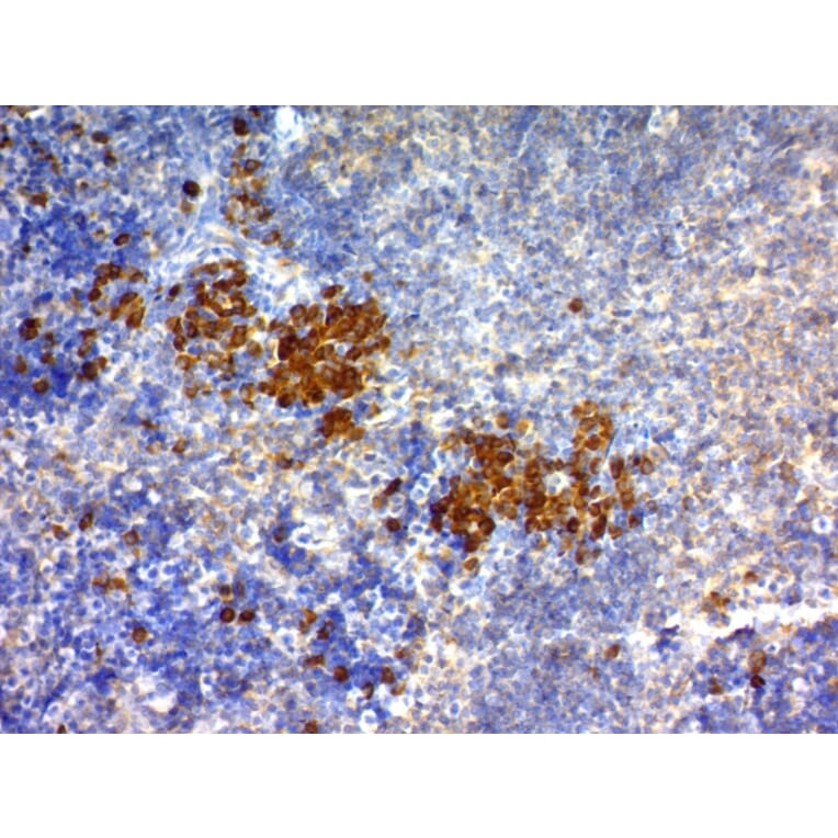 Immunohistochemistry - Anti-CD63 Antibody [NKI/C3] - BSA and Azide free (A253926) - Antibodies.com