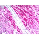 Immunohistochemistry - Anti-CD63 Antibody [SPM524] - BSA and Azide free (A253926) - Antibodies.com