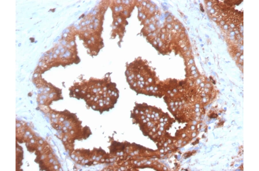 Immunohistochemistry - Anti-CD63 Antibody [SPM524] - BSA and Azide free (A253927) - Antibodies.com