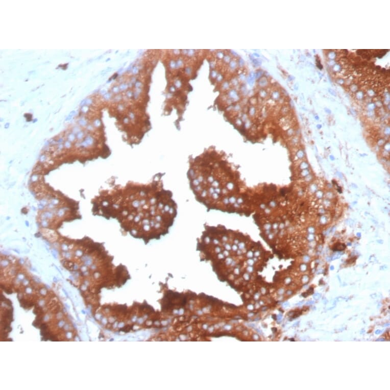 Immunohistochemistry - Anti-CD63 Antibody [SPM524] - BSA and Azide free (A253927) - Antibodies.com