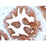 Immunohistochemistry - Anti-CD63 Antibody [SPM524] - BSA and Azide free (A253927) - Antibodies.com