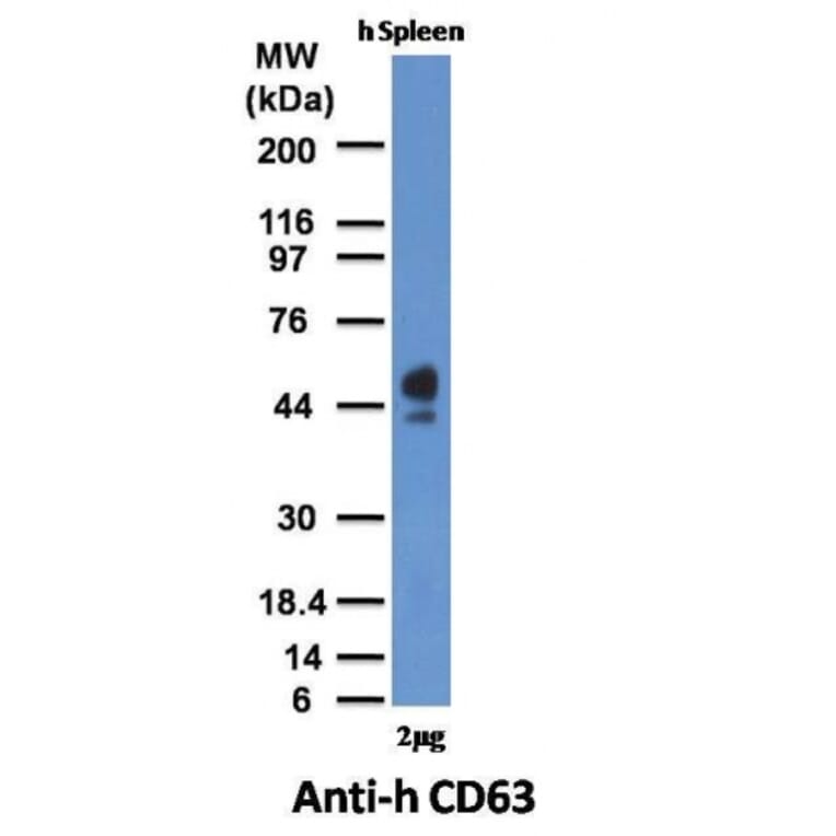 Western Blot - Anti-CD63 Antibody [MX-49.129.5] - BSA and Azide free (A253928) - Antibodies.com