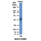 Western Blot - Anti-CD63 Antibody [MX-49.129.5] - BSA and Azide free (A253928) - Antibodies.com