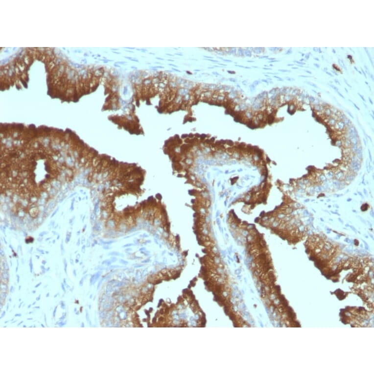 Immunohistochemistry - Anti-CD63 Antibody [MX-49.129.5] - BSA and Azide free (A253928) - Antibodies.com