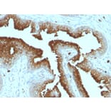 Immunohistochemistry - Anti-CD63 Antibody [MX-49.129.5] - BSA and Azide free (A253928) - Antibodies.com
