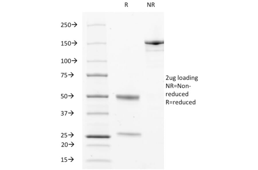 SDS-PAGE - Anti-CD63 Antibody [LAMP3/529] - BSA and Azide free (A253929) - Antibodies.com