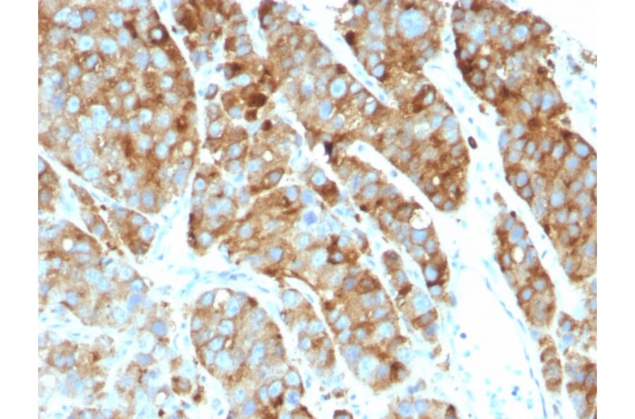 Immunohistochemistry - Anti-CD63 Antibody [LAMP3/968] - BSA and Azide free (A253930) - Antibodies.com