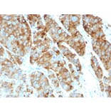 Immunohistochemistry - Anti-CD63 Antibody [LAMP3/968] - BSA and Azide free (A253930) - Antibodies.com