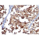 Immunohistochemistry - Anti-CD63 Antibody [LAMP3/968] - BSA and Azide free (A253930) - Antibodies.com