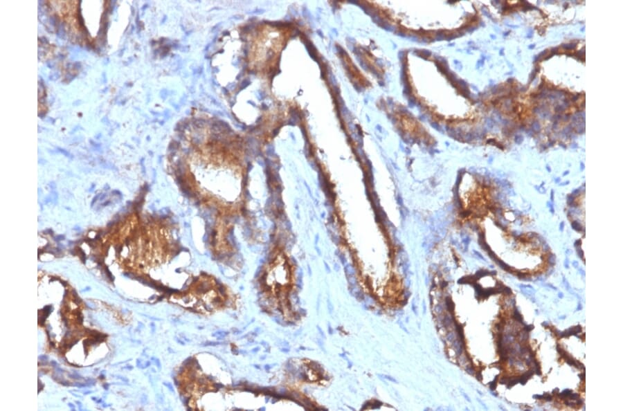 Immunohistochemistry - Anti-CD63 Antibody [NKI/C3 + LAMP3/968] - BSA and Azide free (A253931) - Antibodies.com