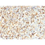 Immunohistochemistry - Anti-CD63 Antibody [rMX-49.129.5] - BSA and Azide free (A253932) - Antibodies.com