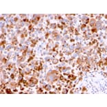 Immunohistochemistry - Anti-CD63 Antibody [LAMP3/2788] - BSA and Azide free (A253933) - Antibodies.com
