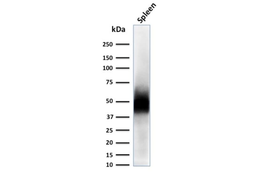 Western Blot - Anti-CD63 Antibody [LAMP3/2788] - BSA and Azide free (A253933) - Antibodies.com