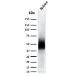 Western Blot - Anti-CD63 Antibody [LAMP3/2788] - BSA and Azide free (A253933) - Antibodies.com