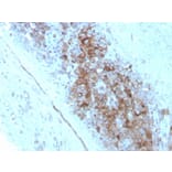 Immunohistochemistry - Anti-CD63 Antibody [LAMP3/2789] - BSA and Azide free (A253934) - Antibodies.com
