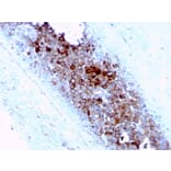 Immunohistochemistry - Anti-CD63 Antibody [LAMP3/2789] - BSA and Azide free (A253934) - Antibodies.com