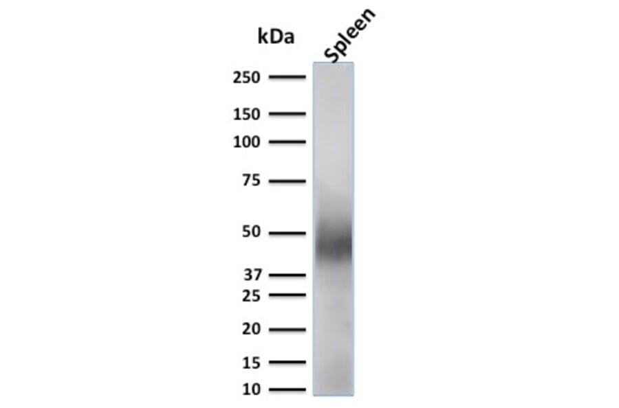 Western Blot - Anti-CD63 Antibody [LAMP3/2789] - BSA and Azide free (A253934) - Antibodies.com