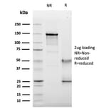 SDS-PAGE - Anti-CD63 Antibody [LAMP3/2789] - BSA and Azide free (A253934) - Antibodies.com