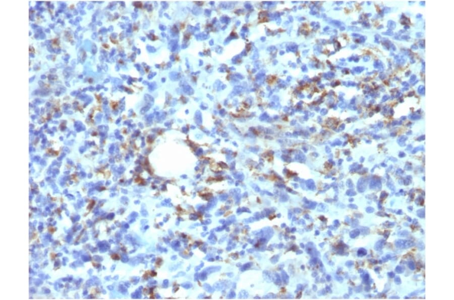 Immunohistochemistry - Anti-CD68 Antibody [rLAMP4/824] - BSA and Azide free (A253936) - Antibodies.com