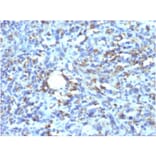 Immunohistochemistry - Anti-CD68 Antibody [rLAMP4/824] - BSA and Azide free (A253936) - Antibodies.com