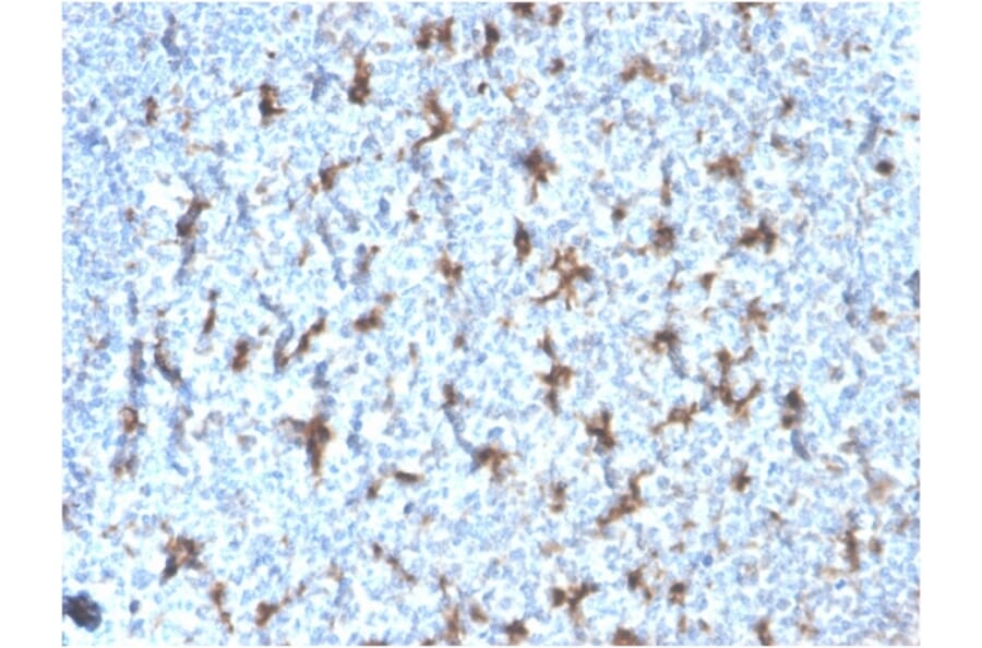 Immunohistochemistry - Anti-CD68 Antibody [rLAMP4/824] - BSA and Azide free (A253936) - Antibodies.com