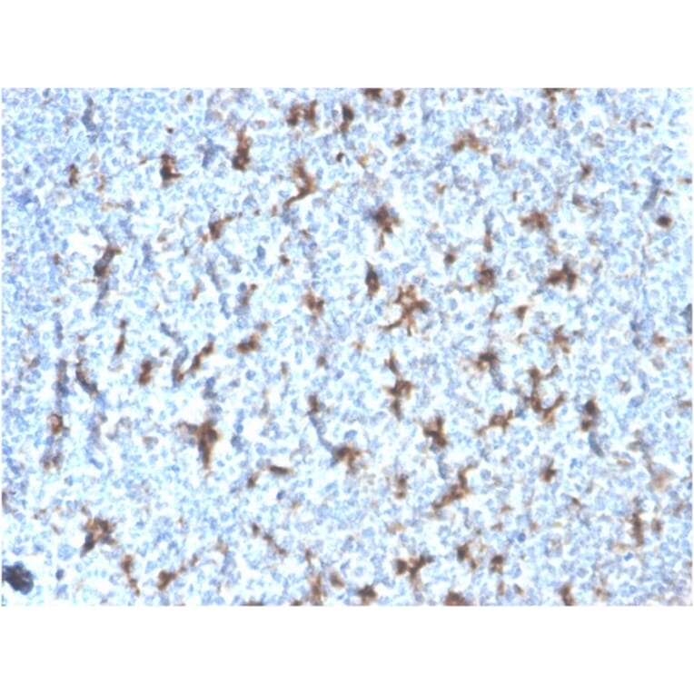 Immunohistochemistry - Anti-CD68 Antibody [rLAMP4/824] - BSA and Azide free (A253936) - Antibodies.com