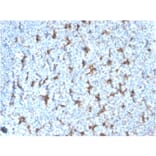 Immunohistochemistry - Anti-CD68 Antibody [rLAMP4/824] - BSA and Azide free (A253936) - Antibodies.com