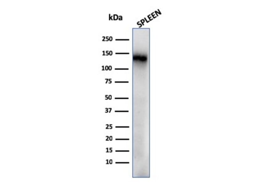 Western Blot - Anti-CD68 Antibody [rLAMP4/824] - BSA and Azide free (A253936) - Antibodies.com