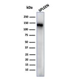 Western Blot - Anti-CD68 Antibody [rLAMP4/824] - BSA and Azide free (A253936) - Antibodies.com
