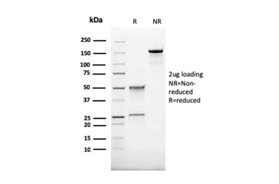 SDS-PAGE - Anti-CD68 Antibody [rLAMP4/824] - BSA and Azide free (A253936) - Antibodies.com