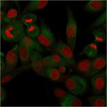 Immunofluorescence - Anti-CD68 Antibody [rLAMP4/824] - BSA and Azide free (A253935) - Antibodies.com