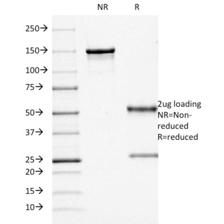 SDS-PAGE - Anti-CD68 Antibody [KP1] - BSA and Azide free (A253937) - Antibodies.com