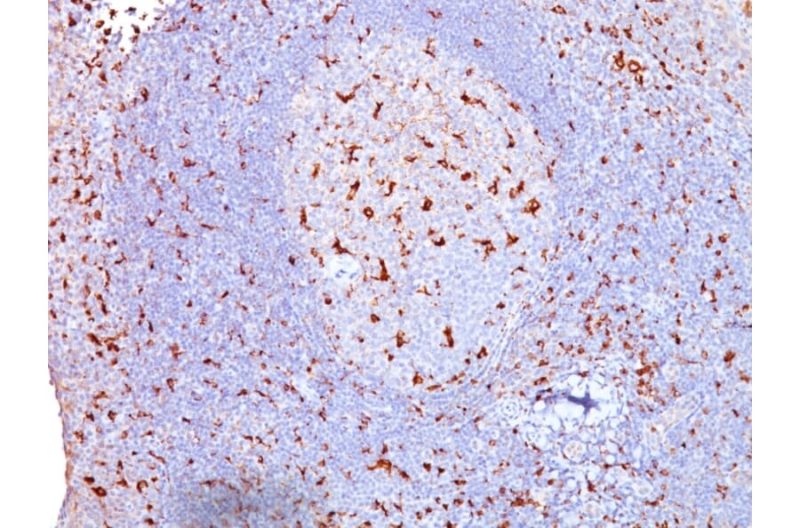 Immunohistochemistry - Anti-CD68 Antibody [SPM130] - BSA and Azide free (A253937) - Antibodies.com