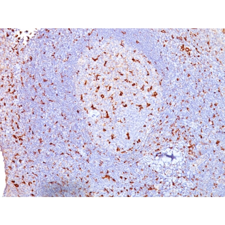 Immunohistochemistry - Anti-CD68 Antibody [SPM130] - BSA and Azide free (A253937) - Antibodies.com