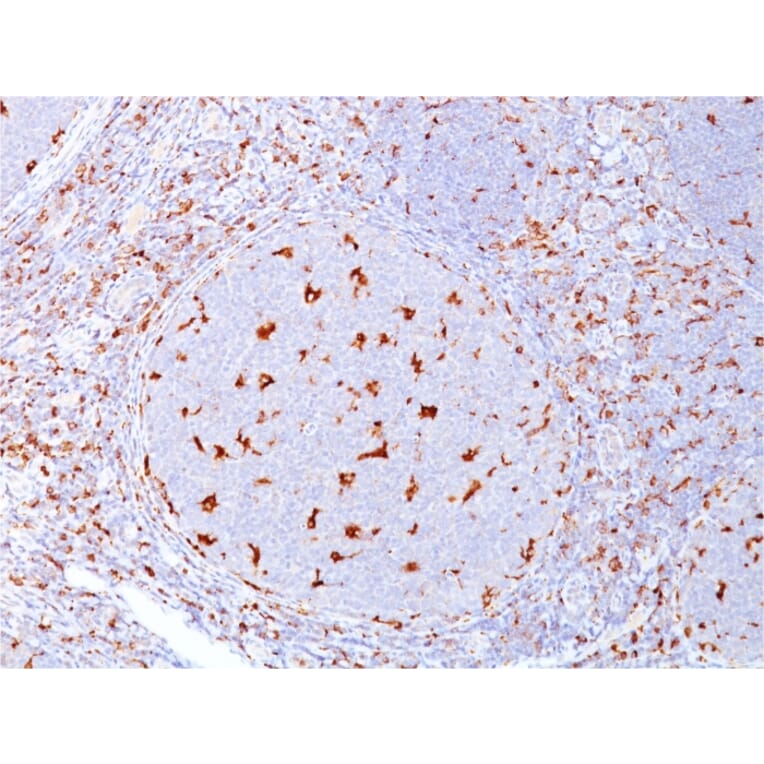 Immunohistochemistry - Anti-CD68 Antibody [C68/684] - BSA and Azide free (A253939) - Antibodies.com