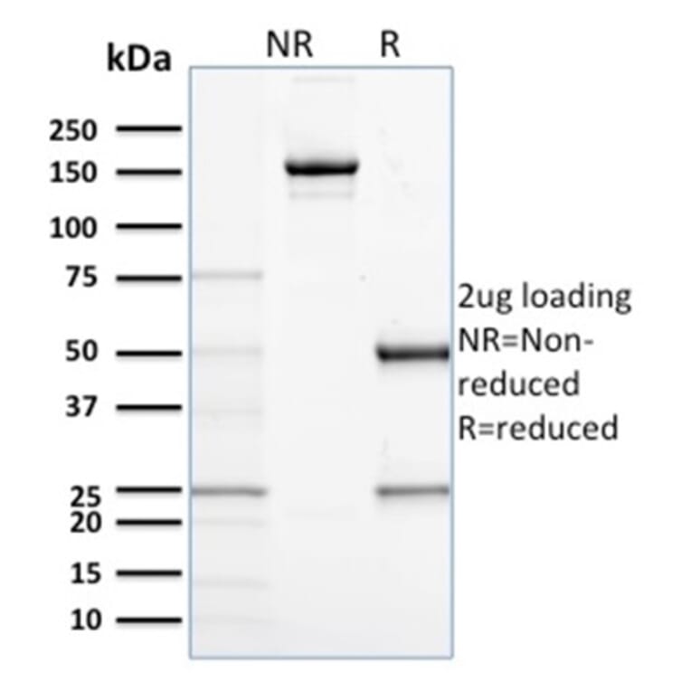 SDS-PAGE - Anti-CD68 Antibody [C68/684] - BSA and Azide free (A253939) - Antibodies.com