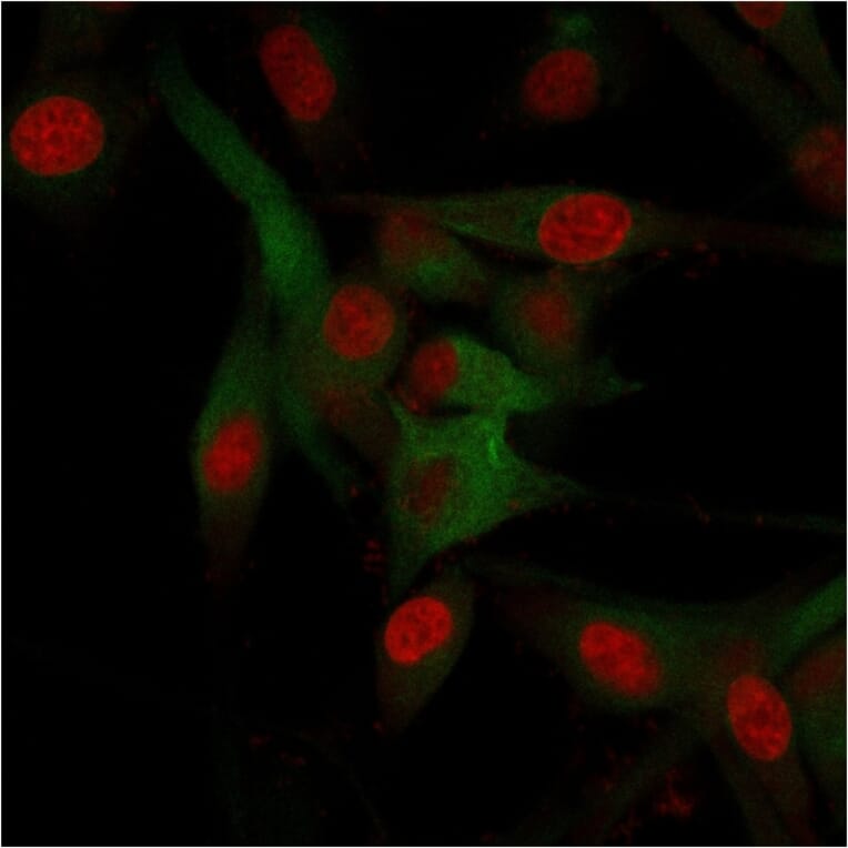 Immunofluorescence - Anti-CD68 Antibody [C68/684] - BSA and Azide free (A253939) - Antibodies.com