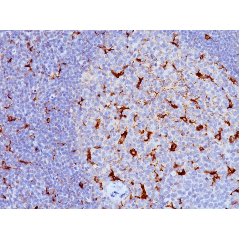Immunohistochemistry - Anti-CD68 Antibody [KP1 + C68/684] - BSA and Azide free (A253940) - Antibodies.com