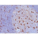 Immunohistochemistry - Anti-CD68 Antibody [LAMP4/824] - BSA and Azide free (A253941) - Antibodies.com