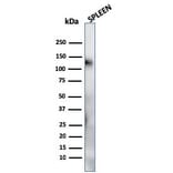Western Blot - Anti-CD68 Antibody [LAMP4/824] - BSA and Azide free (A253941) - Antibodies.com