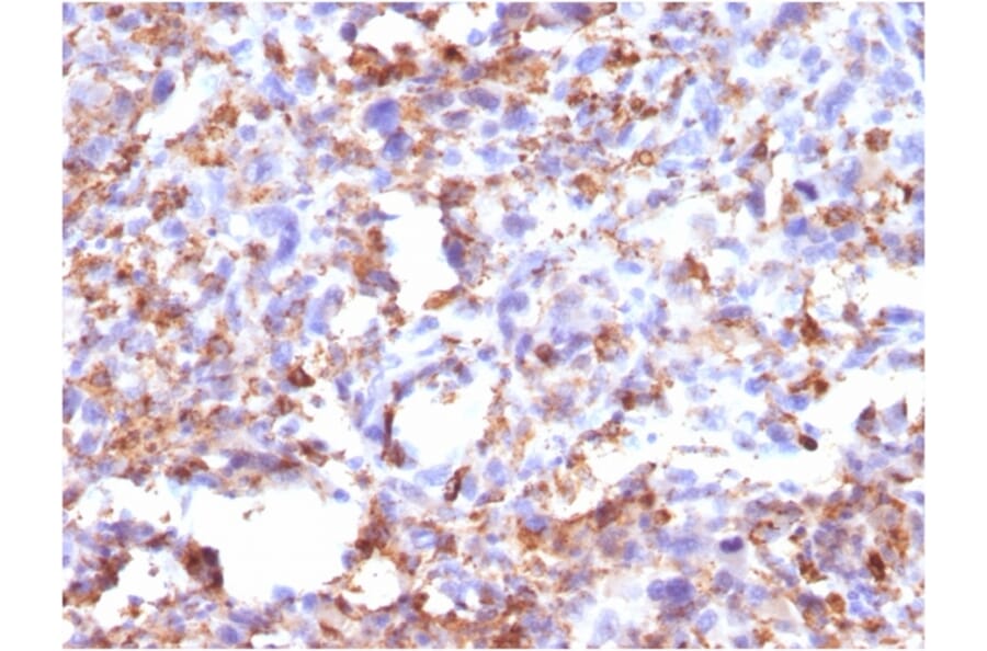 Immunohistochemistry - Anti-CD68 Antibody [CD68/G2] - BSA and Azide free (A253941) - Antibodies.com
