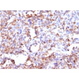 Immunohistochemistry - Anti-CD68 Antibody [CD68/G2] - BSA and Azide free (A253941) - Antibodies.com
