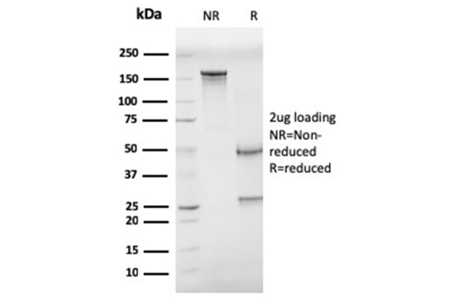 SDS-PAGE - Anti-CD68 Antibody [CD68/G2] - BSA and Azide free (A253942) - Antibodies.com